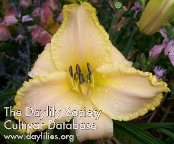 Daylily Time of Angels